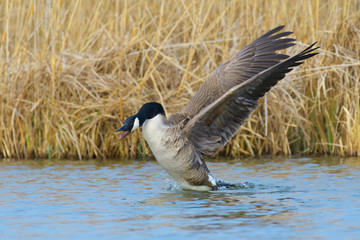 Starting Canada Goose (Branta canadensis), Germany, Europe