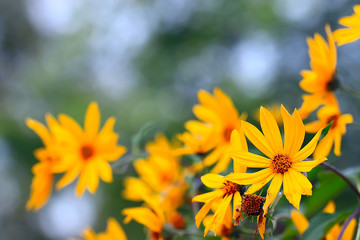summer background flowers