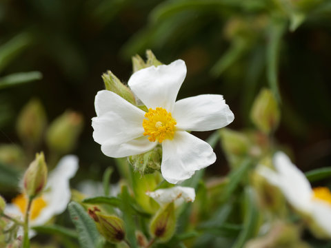 Cistus monspeliensis - Ciste de Montpellier