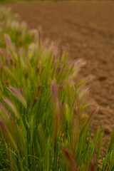 Ear of field colors on the ground