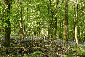 Broussailles et enchevêtrement de branches dans la forêt luxuriante de hêtres au Hallerbos près de Halle