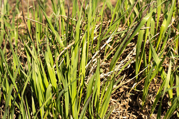 Real green and dry grass is close