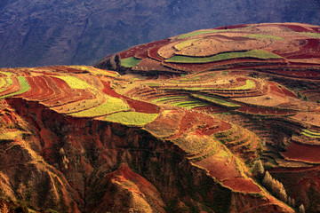 Dongchuan Colored Red Earth Terraces - Red Soil, Green Grass, Layered Terraces in Yunnan Province, China. Chinese Countryside, Agriculture, Exotic Unique Landscape. Farmland, Agriculture
