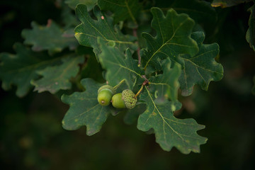 Fresh summer green oak with acorns and oak leaves close up