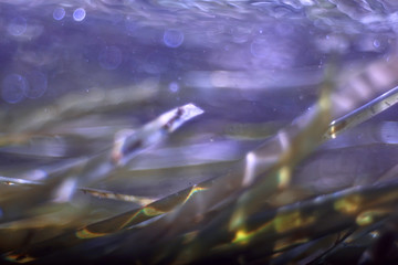 underwater texture of water in a lake / underwater photo freshwater ecosystem, water texture background
