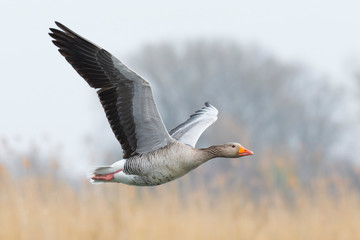 Greylag goose
