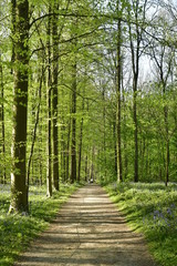 Promenade sous le feuillage dense et luxuriant des hêtres au printemps à la forêt de Hallerbos près de Halle