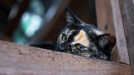 Young Cat Looking off to the right and upset in an adoption centre, animal shelter. Cat longing to be adopted looking sad because she doesn't have a loving family.