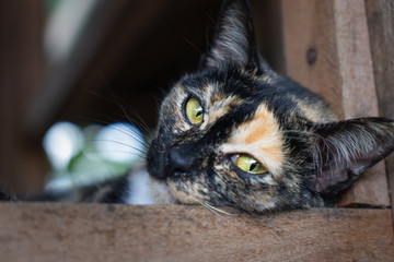 Young Cat Looking directly at the camera in an adoption centre, animal shelter. Cat longing to be adopted looking sad because she doesn't have a loving family.