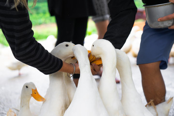 Ducks from a Vietnamese duck farm ready to play and have fun with  the paying customers, great place for kids and adults to learn about ducks and interact with.