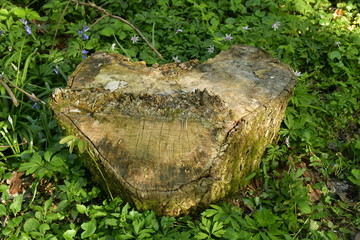Végétation entourant une souche de hêtre à la forêt du Hallerbos près de Halle