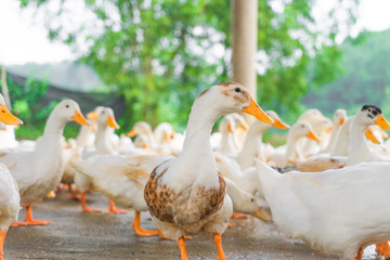 Ducks from a Vietnamese duck farm ready to play and have fun with  the paying customers, great place for kids and adults to learn about ducks and interact with.
