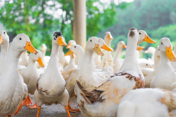 Ducks from a Vietnamese duck farm ready to play and have fun with  the paying customers, great place for kids and adults to learn about ducks and interact with.