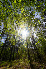 Fototapeta na wymiar Panorama of a beautiful and peaceful outdoor morning scene with beautiful spring forest trees in a wild wood nature and bright sun shining through the trees. Germany in Europe.