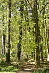 Fototapeta premium Hêtre abattu entravant un chemin au bois de Hallerbos près de Halle
