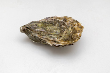 One Closed Oyster