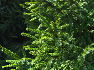 Branches of young fir trees illuminated by the spring sun