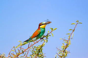 Colorful bird. Blue sky background. Bird: European Bee eater. Merops apiaster