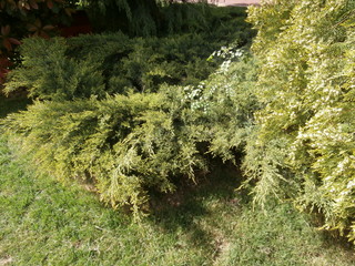 Close up Pine tree in park.
