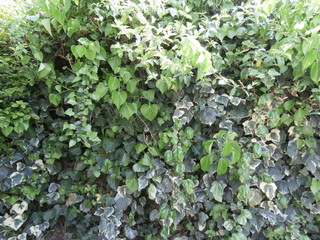 Wall of green leaves, ivy.