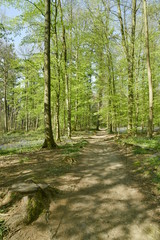 Lignes d'ombre des arbres sur l'un des chemins de la forêt du Hallerbos près de Halle