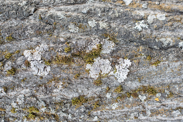Background, tree bark with lichen growing vertically Backgrounds of a natural origin of bark of trees, poplar or aspen, are polluted by spores of the moss and lichen plants growing on a wood surface