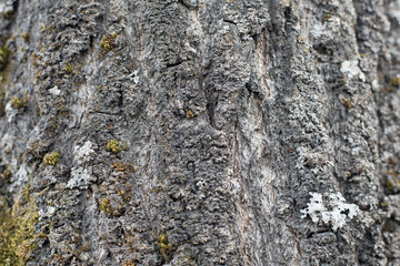 Background, tree bark with lichen growing vertically Backgrounds of a natural origin of bark of trees, poplar or aspen, are polluted by spores of the moss and lichen plants growing on a wood surface
