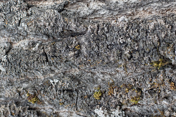 Background, tree bark with lichen growing vertically Backgrounds of a natural origin of bark of trees, poplar or aspen, are polluted by spores of the moss and lichen plants growing on a wood surface