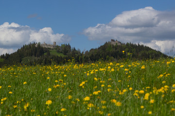 Fototapeta premium Ruine Frei und Eisenberg während der Löwenzahnblüte im Frühling