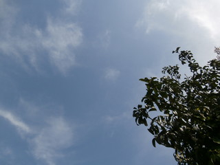 Blue sky with tree and clouds.