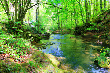 Fototapeta na wymiar Fast mountain river flowing among mossy stones and boulders in green forest. Carpathians