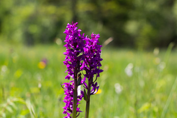 Knabenkraut ,Orchidee, Knabenkraut im Frühling