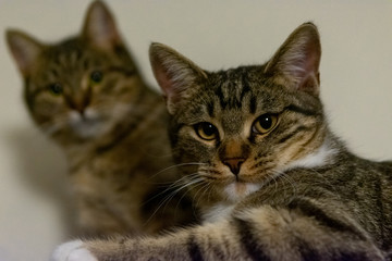 Two cats staring at the camera