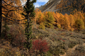 Fototapeta premium Fall Autumn Colors, Trees, Colorful Yellow Leaves, Golden and Red Leaves, Colorful Forest. Beautiful assortment of colorful trees, blue sky and sunshine. Layers of trees, background graphic