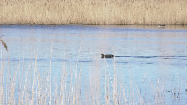 Eurasian Coot swimming in spring lake at Amager faelled Copenhagen Denmark 4K