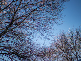 tree branches with icicles in winter