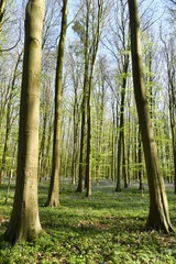 Naklejka premium Orties entre les hêtres au Hallerbos près de Halle