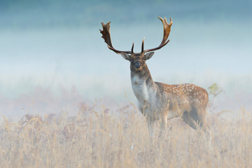 Fallow Deer (Cervus dama) on misty morning, Autumn, Germany, Europe