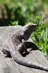Bartagame