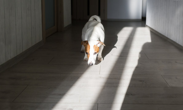 Adorable dog attentively sniffing the floor in sun indoors.