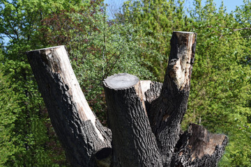 Baumstumpf