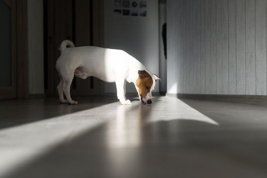 Adorable Dog Attentively Lick The Floor In Sun Indoors.