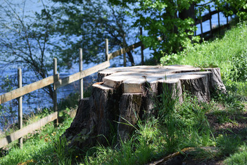 Baumstumpf am Fluss
