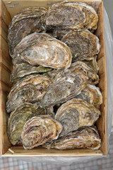 Rock Oysters Crate