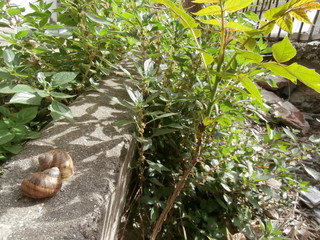 Snail shell on grey stone. Outdoor green leafage