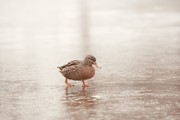 wintering birds / bird flock, winter lake, wild birds on winter lake, seasonal, migratory ducks