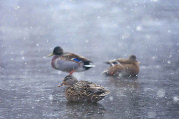 wintering birds / bird flock, winter lake, wild birds on winter lake, seasonal, migratory ducks
