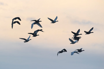 Greylag geese, Anser anser, Germany, Europe