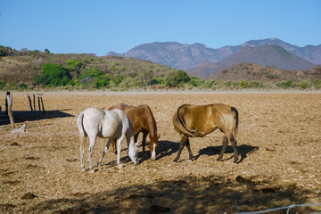 Mascota Jalisco México, paisaje en donde los caballos y la naturaleza se integran.