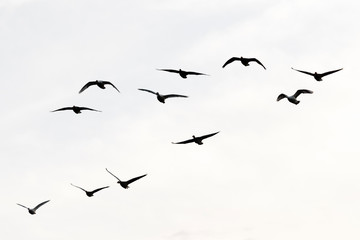 Fototapeta premium Greylag geese, Germany, Europe